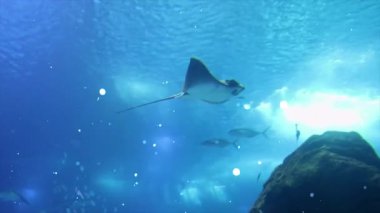 Bir köpekbalığının sualtı görüntüsü