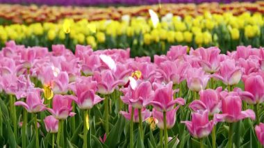 Bahçedeki renkli çiçekler.