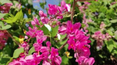 Bahçedeki güzel pembe orkide çiçeği