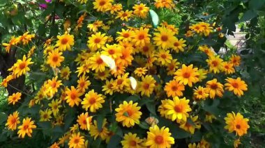 Bahçedeki güzel çiçekler