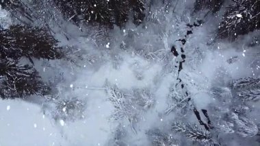 Karlar üzerinde uçan insansız hava aracı çam ormanlarını karla kapladı