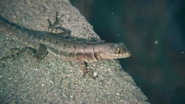 Kertenkele Sıcak Taş 'ta Güneşleniyor