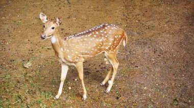 Çorak, kuru bir arazide aç bir geyik arıyor. 