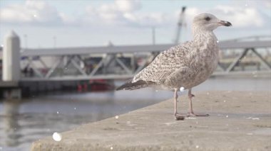 Beton plaj yüzeyinde yemek yiyen martı.