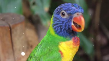 Ormanda yaşayan yeşil papağan konuşuyor..