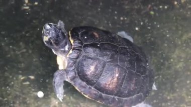 Canlandırılmış Su Kaplumbağası Açık Mavi Su 'da Yüzüyor