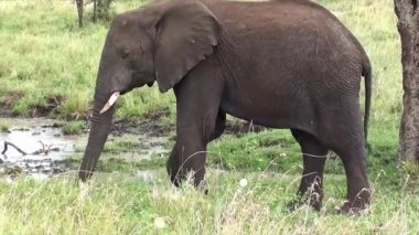 Fil Sürüsünün Canlandırılması Yemyeşil Bataklıklarda Dolaşıyor