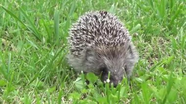 Canlandırılmış Kirpi Lush Grass 'ta Yiyecek Arıyor