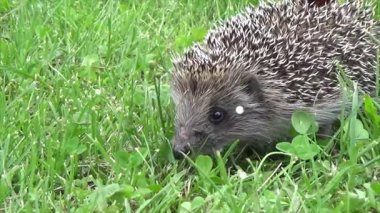 Canlandırılmış Kirpi Lush Grass 'ta Yiyecek Arıyor