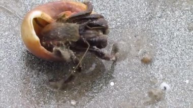 Animasyon deniz kabuğu kumdan çıkmaya çalışıyor..