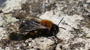 Yosunlu Ağaç Damgasındaki Animasyon Kara Yaban Arısı