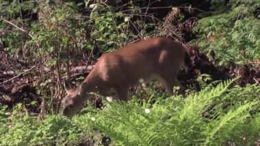 Kış Ormanı 'nda Animasyon Geyik Yiyecek Arıyor