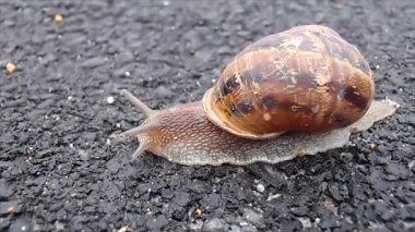Kuru asfalt yolda yavaşça sürünen sümüklüböcek.