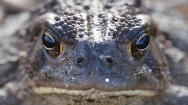 Lily pedinde dinlenen kurbağa Kameraya bakıyor
