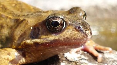 Kayadaki kurbağanın yakın görüntüsü.