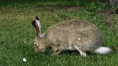 Yeşil çimlerde bir tavşan