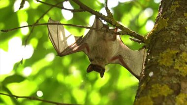Ormandaki bir ağacın yakın çekimi.