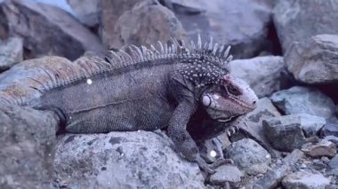 Kayadaki iguana, Galapagos adaları, Ekvador, Güney Amerika