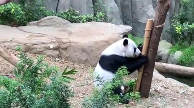 Ormandaki panda, hayvan faunası