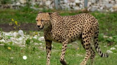 Leopar doğada