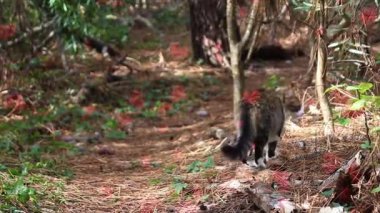 Sabah güzel bir orman