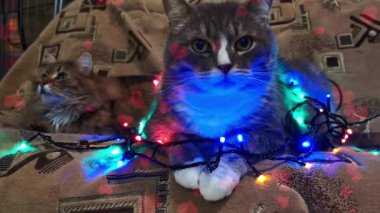 Noel çelengiyle oynayan sevimli kedi yavrusu.