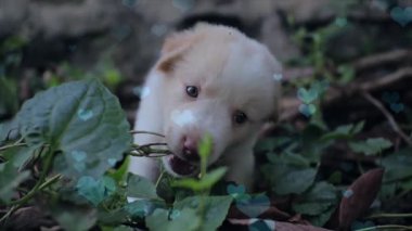 Ormandaki sevimli beyaz köpek yavrusu