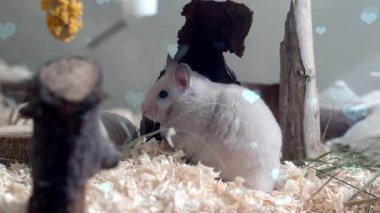 Kafesteki beyaz tavşan.