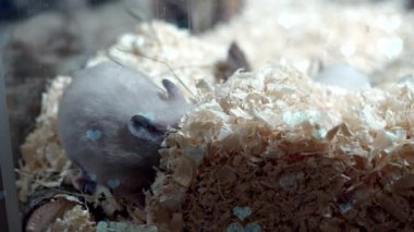 Fareli küçük beyaz hamster.