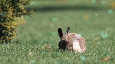 Otların arasında sevimli bir tavşan