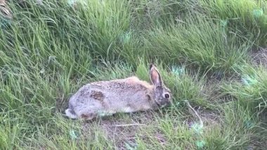 Otların arasında bir tavşan.