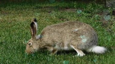 Beyaz tavşan bahçede yürüyor.