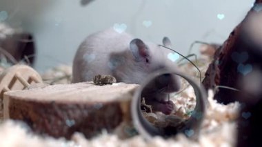 Ormanda beyaz tavşan, tatlı tavşan, paskalya arka planı..