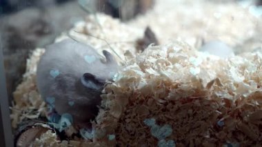 Mavi gözlü beyaz sıçan.