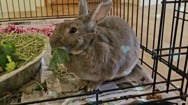 Kafeste sevimli tüylü bir tavşan.