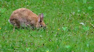 Yeşil çimlerde bir tavşan