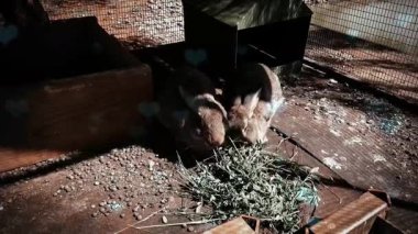 Çiftlikteki tavşan