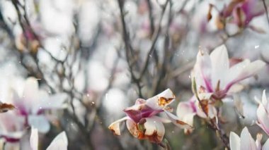 güzel pembe bahar çiçek