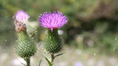 Bulanık arka planda mor bir devedikeni, bulanık yeşil otlarla yakın plan görüntüsü.
