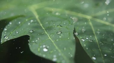 Güzel botanik fotoğrafı, doğal duvar kağıdı.