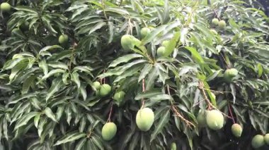 bir ağacın yeşil yaprakları