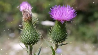 Bahçedeki güzel çiçek