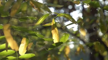 Ormanda yeşil yapraklar
