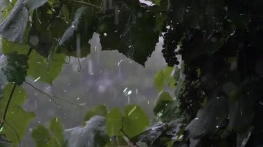 yeşil yapraklar, bitki yaprakları ve doğa bitki örtüsü