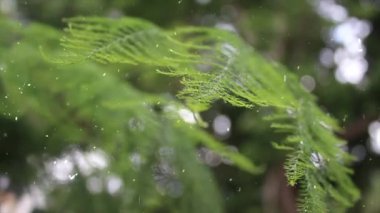 Ormanda yeşil yaprak, soyut arkaplan, doğa arka plan, ekoloji kavramı