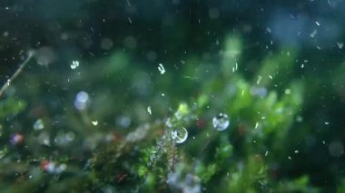 Çimenlere yağmur damlaları düşer. Kapat - kapat.