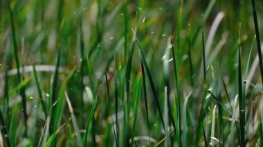 Bahçedeki yeşil çimenler