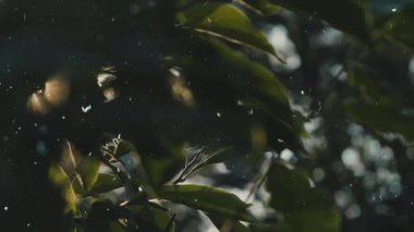 soyut arkaplan, doku, yakın plan, ağaç dallarının görünümü,