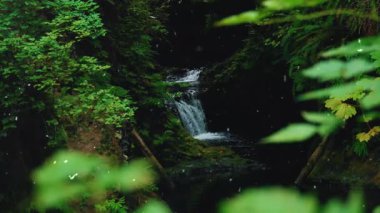 Ormanda güzel bir şelale