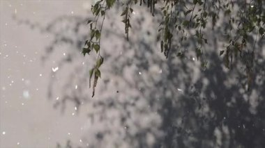 Güzel botanik fotoğrafı, doğal duvar kağıdı.